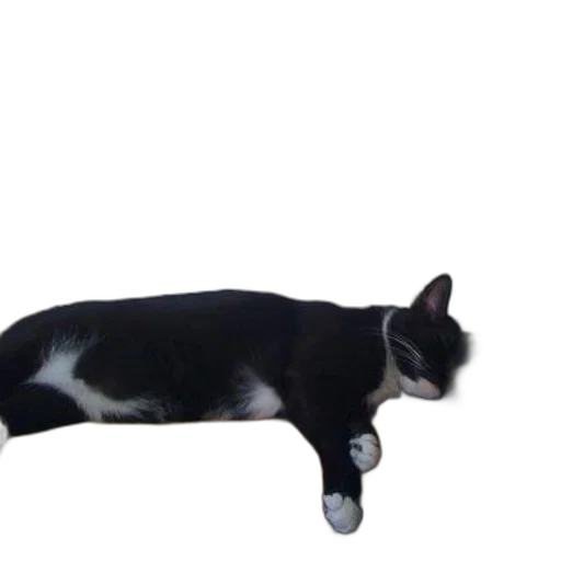 staff, animal, creature, furniture transparent PNG cut-out
