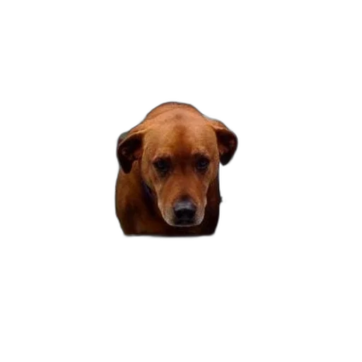animal, face, creature, staff transparent PNG cut-out