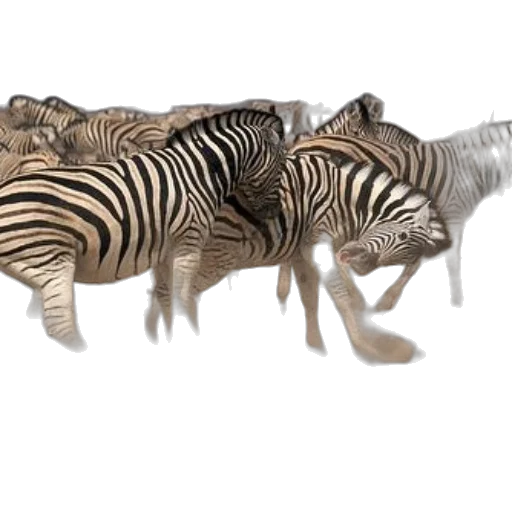 animal, jewelry, creature, 3d render transparent PNG cut-out