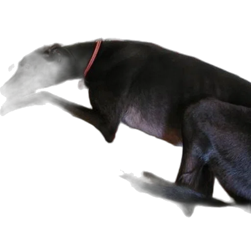 animal, dragon, creature, staff transparent PNG cut-out