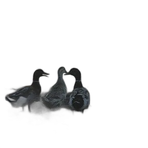 jewelry, mask, animal, shoes transparent PNG cut-out