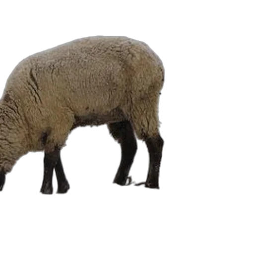 animal, creature, weapon, food transparent PNG cut-out