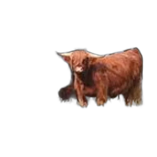 animal, creature, food, hair transparent PNG cut-out