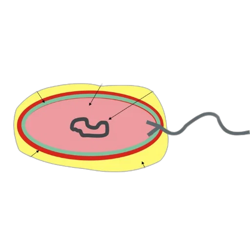 hair, jewelry, diagram, bacteria transparent PNG cut-out