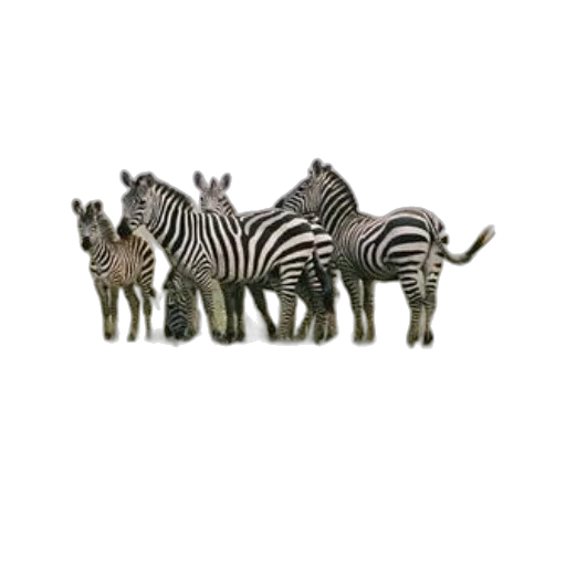 animal, creature, hat, staff transparent PNG cut-out
