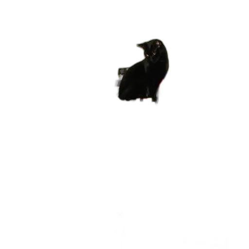 animal, shoes, hat, creature transparent PNG cut-out