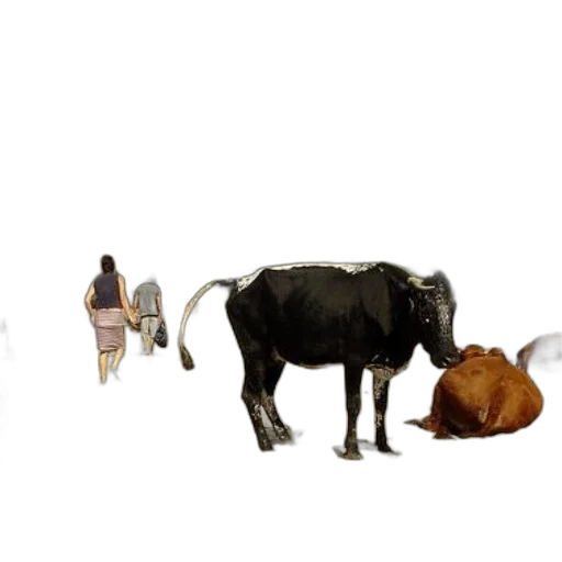 animal, creature, food, staff transparent PNG cut-out