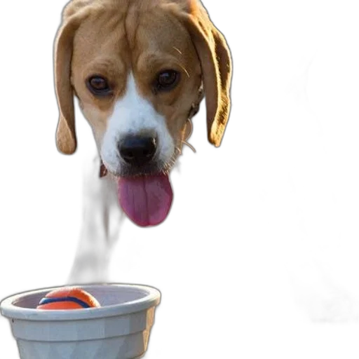 food, animal, photorealistic, 3d render transparent PNG cut-out