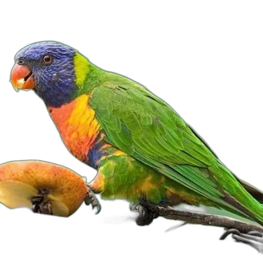 animal, jewelry, food, staff transparent PNG cut-out
