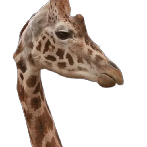 animal, creature, face, mask transparent PNG cut-out