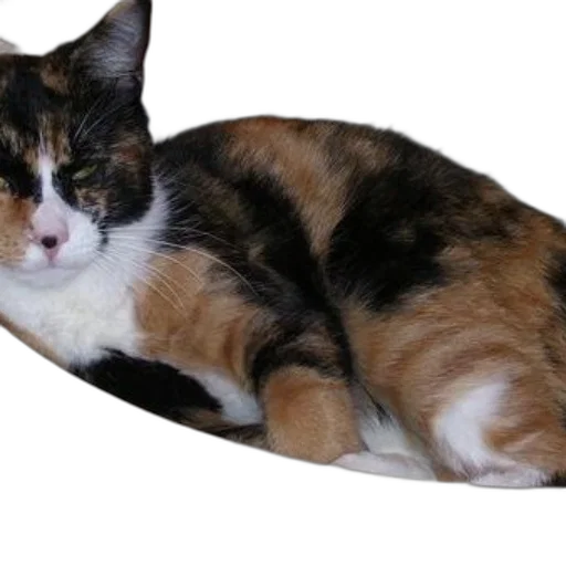 animal, shoes, staff, creature transparent PNG cut-out