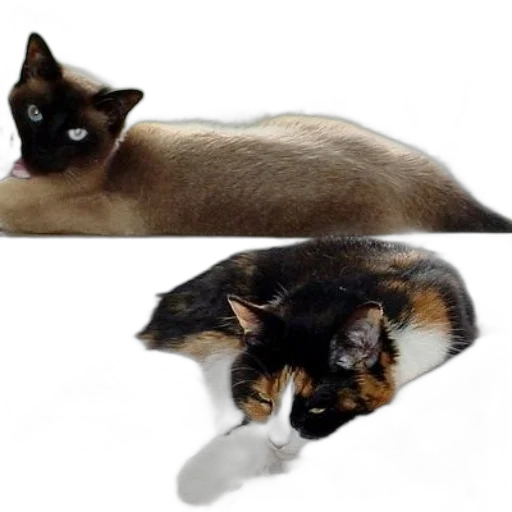 animal, photorealistic, 3d render, concept art transparent PNG cut-out