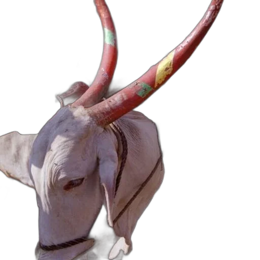 staff, animal, mask, weapon transparent PNG cut-out