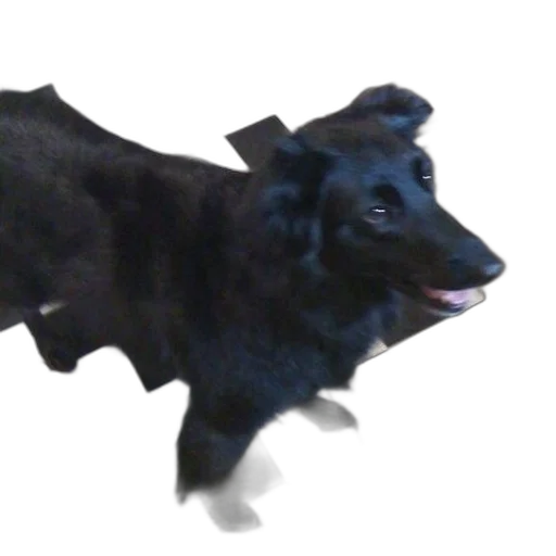 animal, creature, dragon, staff transparent PNG cut-out
