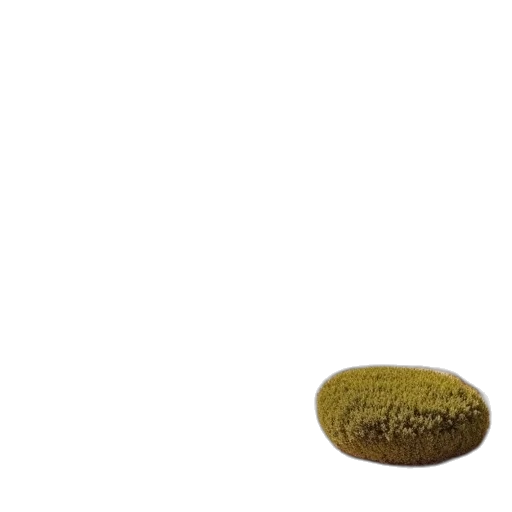 food, hair, hat, tree transparent PNG cut-out