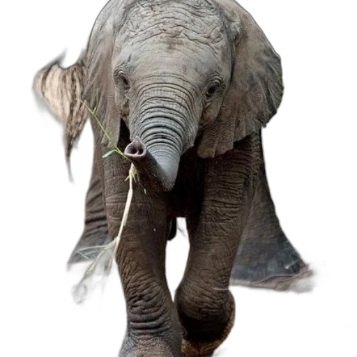animal, creature, staff, weapon transparent PNG cut-out