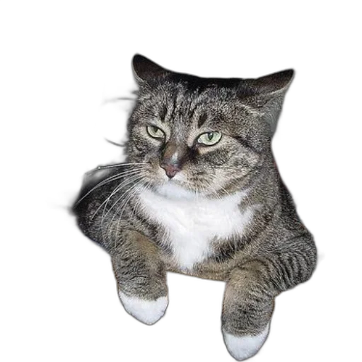 animal, shoes, creature, staff transparent PNG cut-out