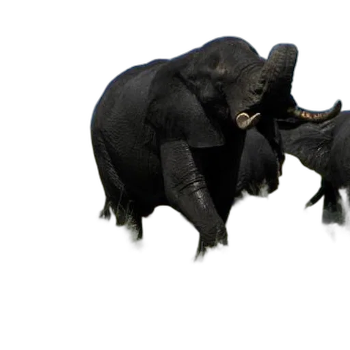 animal, 3d render, concept art, photorealistic transparent PNG cut-out