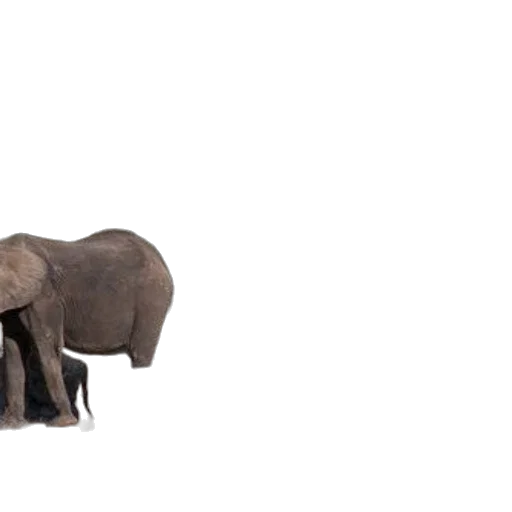 animal, creature, umbrella, furniture transparent PNG cut-out