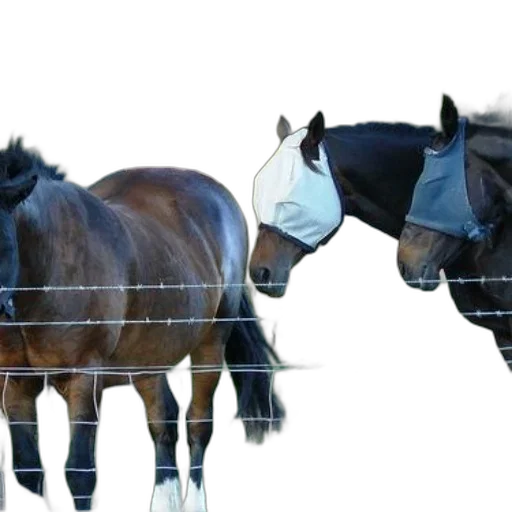 animal, crown, photorealistic, 3d render transparent PNG cut-out