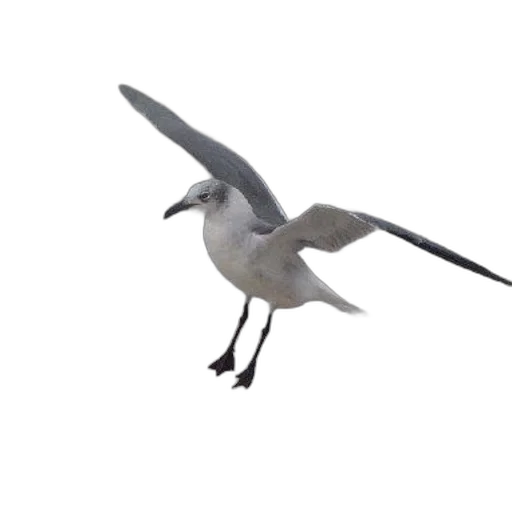 animal, staff, weapon, creature transparent PNG cut-out