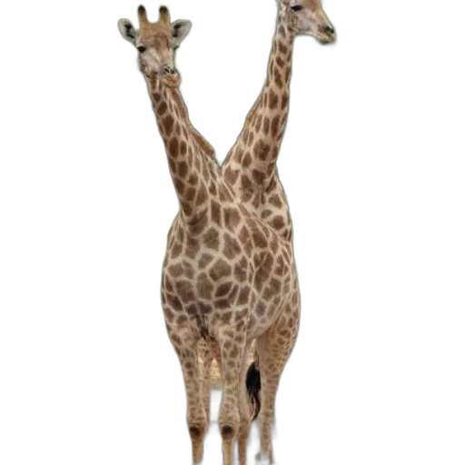 animal, creature, staff, dress transparent PNG cut-out