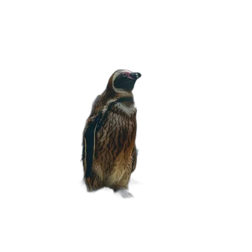 animal, jacket, creature, staff transparent PNG cut-out