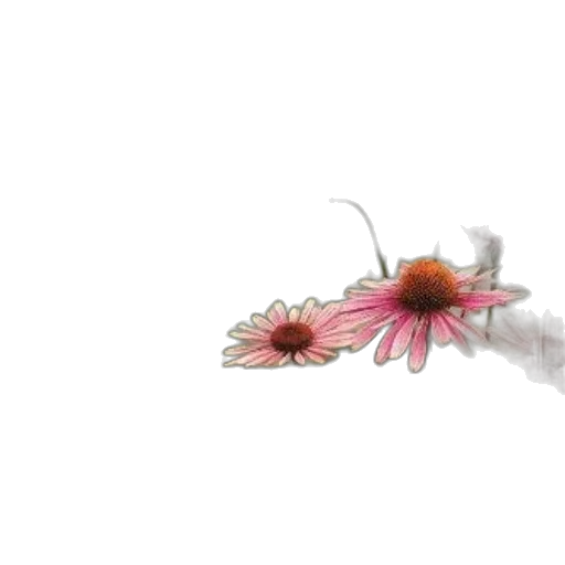 flower, crown, weapon, jewelry transparent PNG cut-out