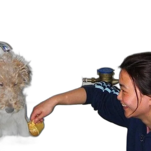 food, animal, creature, staff transparent PNG cut-out