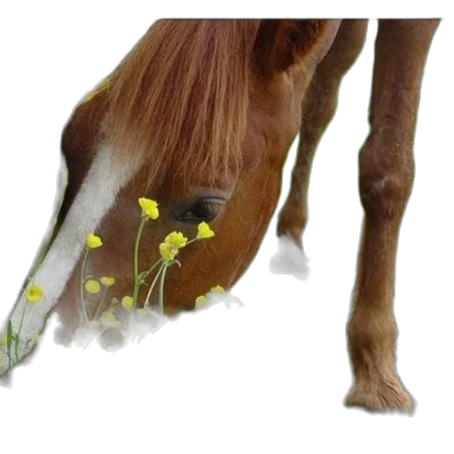 animal, flower, staff, hair transparent PNG cut-out