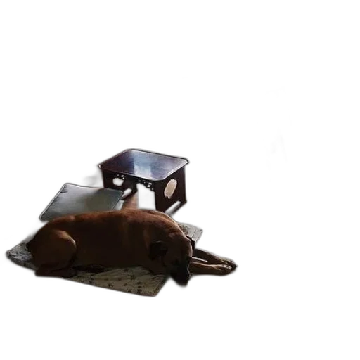 animal, hat, furniture, creature transparent PNG cut-out