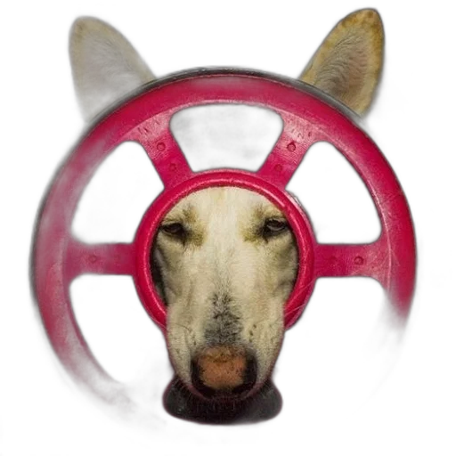 hat, mask, animal, car transparent PNG cut-out