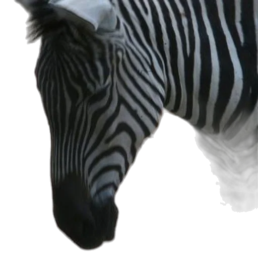 animal, creature, hat, staff transparent PNG cut-out