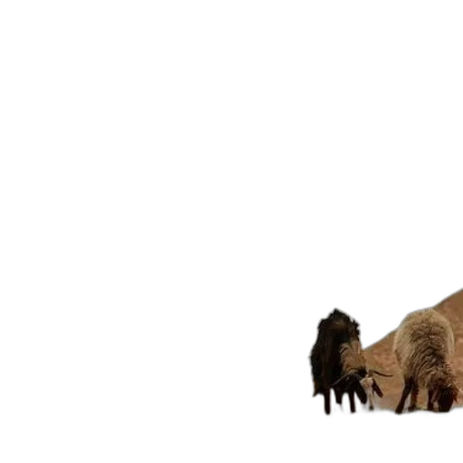 animal, hair, creature, weapon transparent PNG cut-out