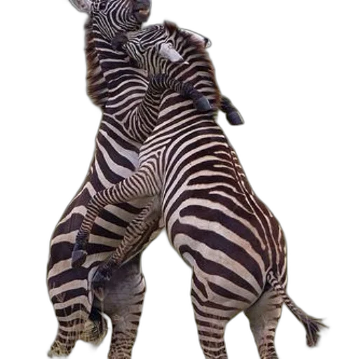 animal, creature, staff, jewelry transparent PNG cut-out