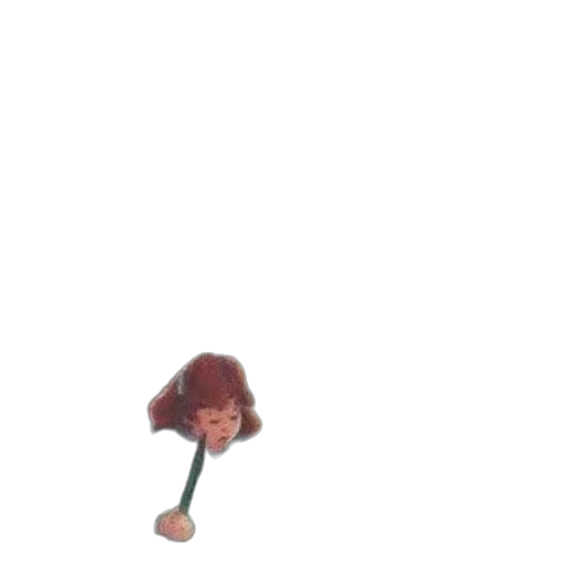 creature, hair, animal, staff transparent PNG cut-out