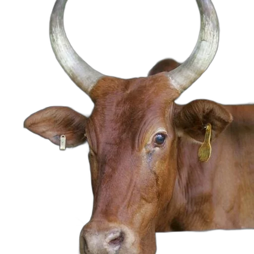 animal, jewelry, crown, face transparent PNG cut-out