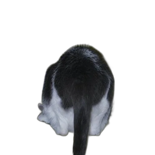 mask, hat, hair, staff transparent PNG cut-out