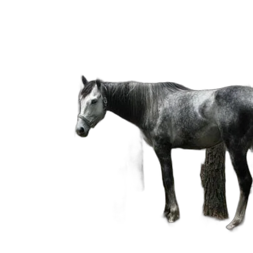 animal, creature, dragon, hair transparent PNG cut-out