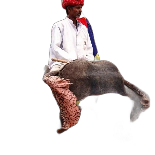 animal, creature, staff, hat transparent PNG cut-out
