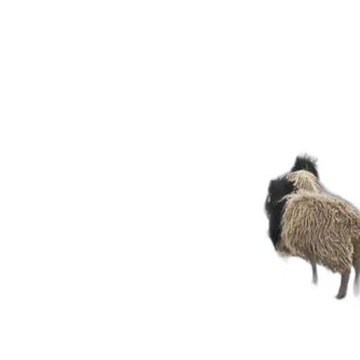 animal, hair, creature, hat transparent PNG cut-out