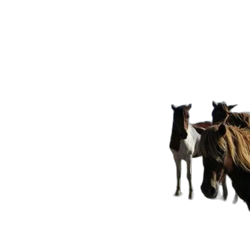 animal, hair, creature, staff transparent PNG cut-out