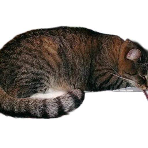 animal, staff, creature, hat transparent PNG cut-out