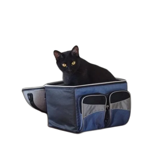 hat, animal, black, cat transparent PNG cut-out