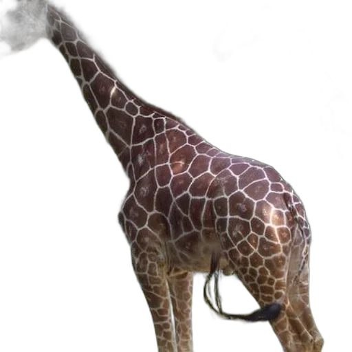 animal, staff, weapon, umbrella transparent PNG cut-out