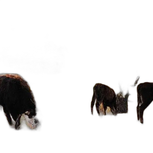 animal, hair, creature, hat transparent PNG cut-out