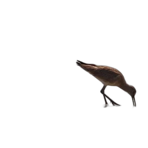 animal, creature, hair, dragon transparent PNG cut-out