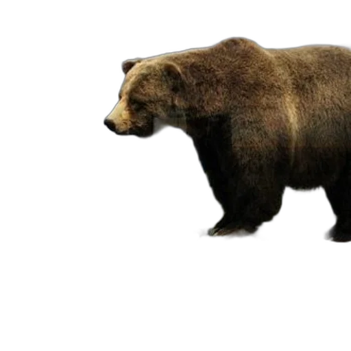 animal, creature, concept art, 3d render transparent PNG cut-out