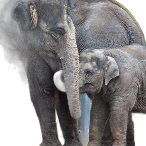 animal, photorealistic, fog, mother transparent PNG cut-out