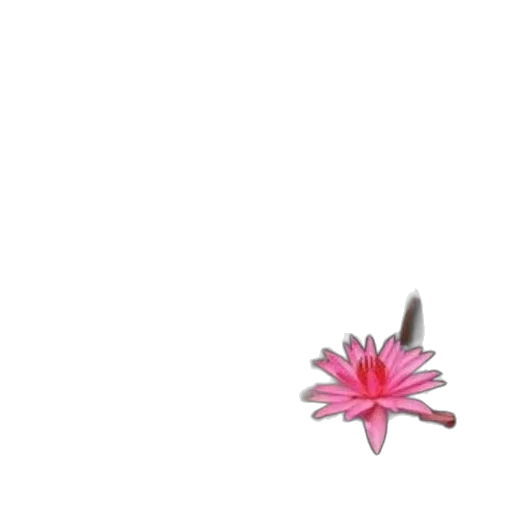 flower, jewelry, weapon, staff transparent PNG cut-out